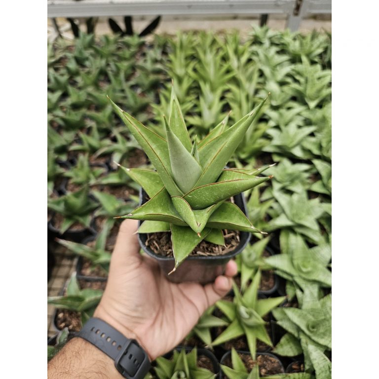 1768. Sansevieria Milano Hybrid