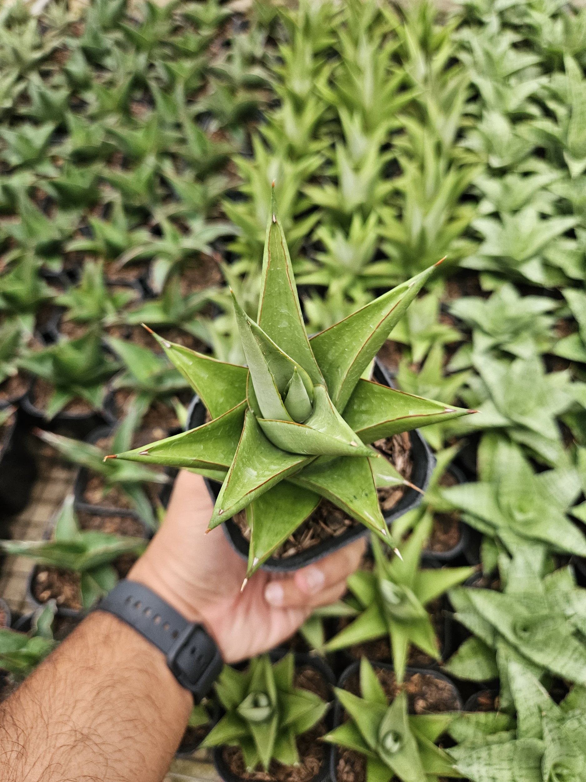 1768. Sansevieria Milano Hybrid - Image 3