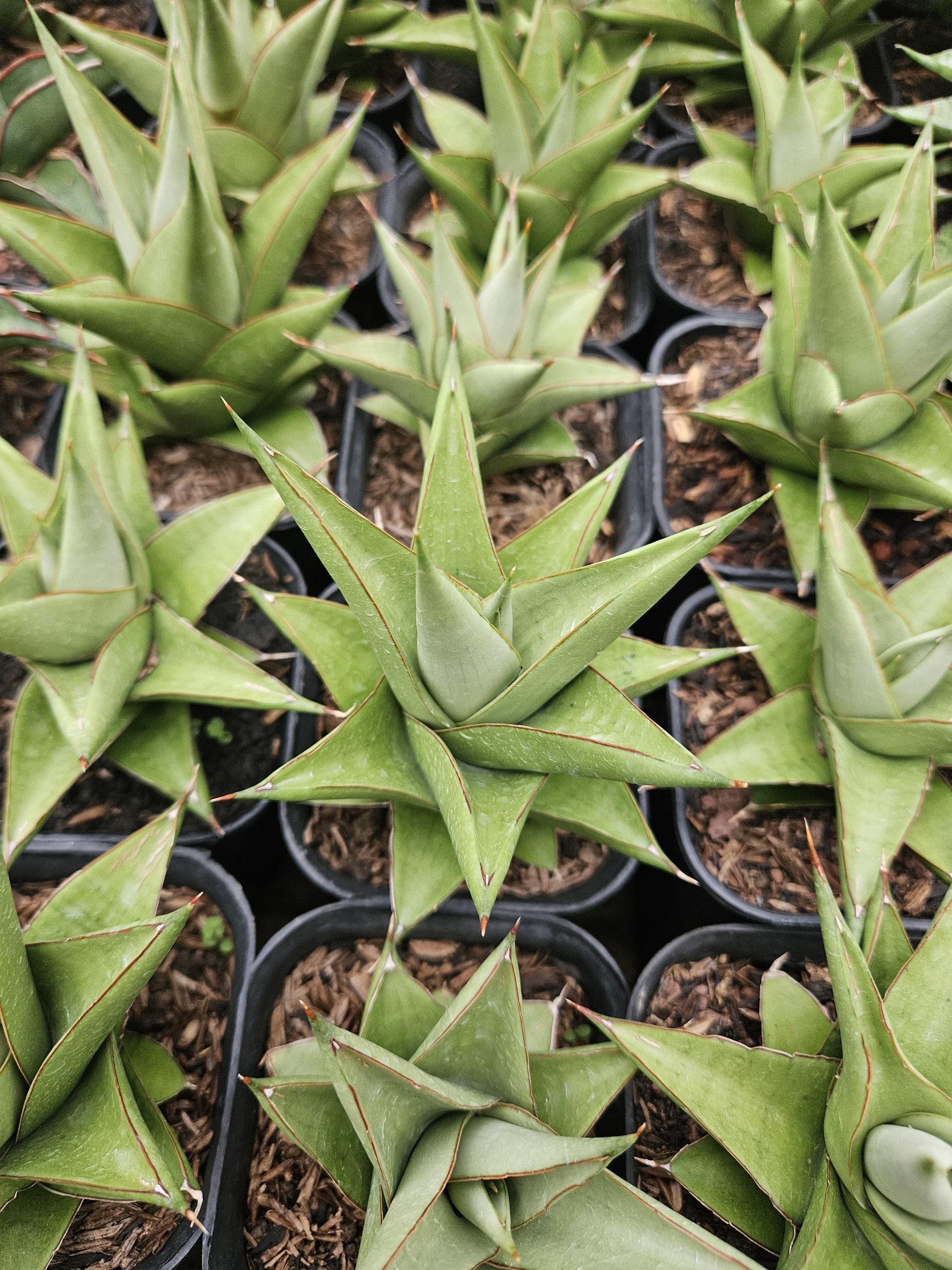 1768. Sansevieria Milano Hybrid - Image 4