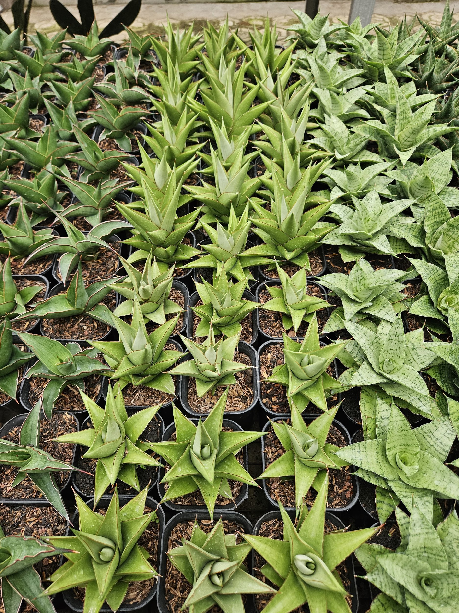 1768. Sansevieria Milano Hybrid - Image 5