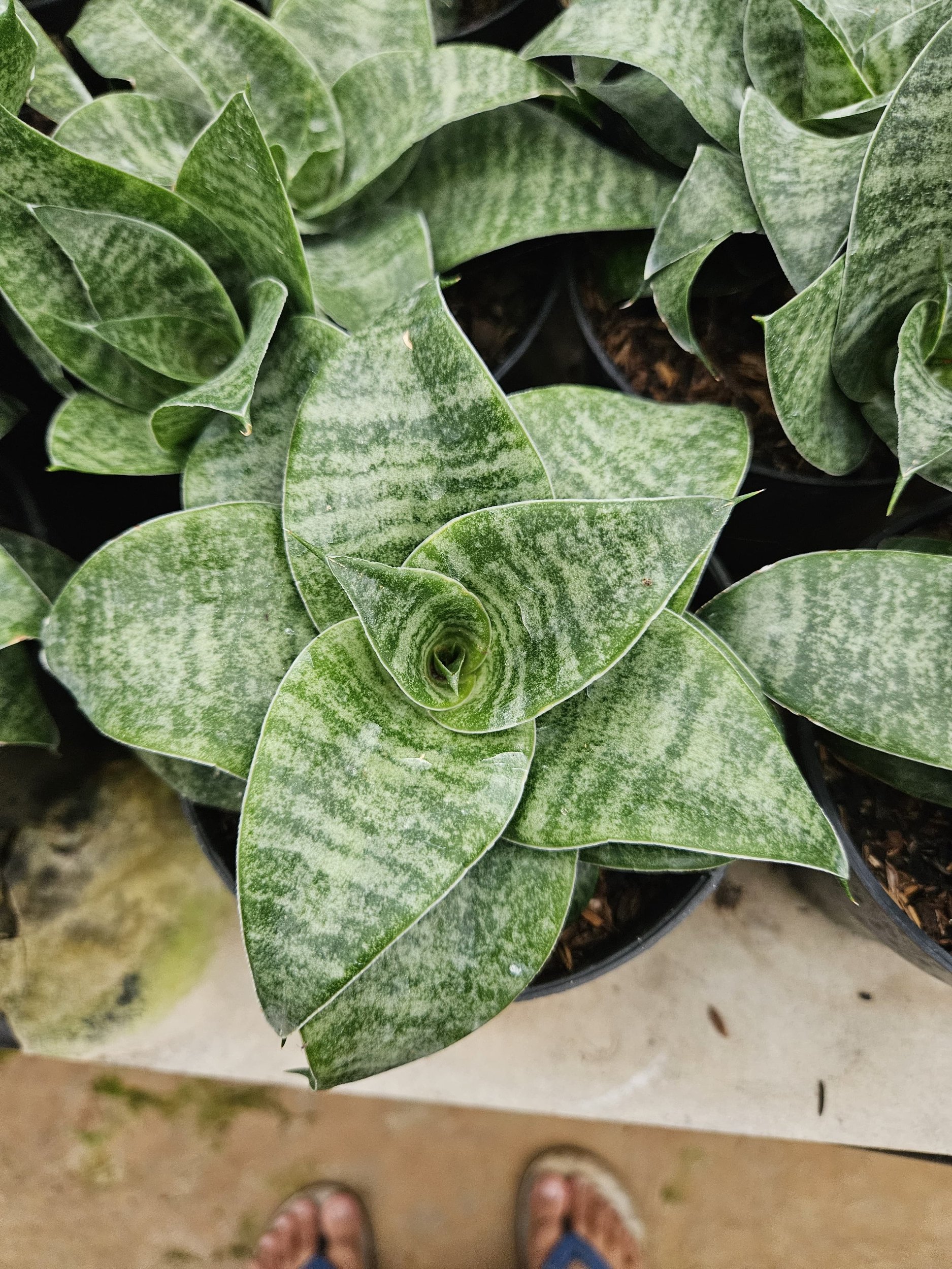 1767. Sansevieria Mirza Hybrid - Image 2