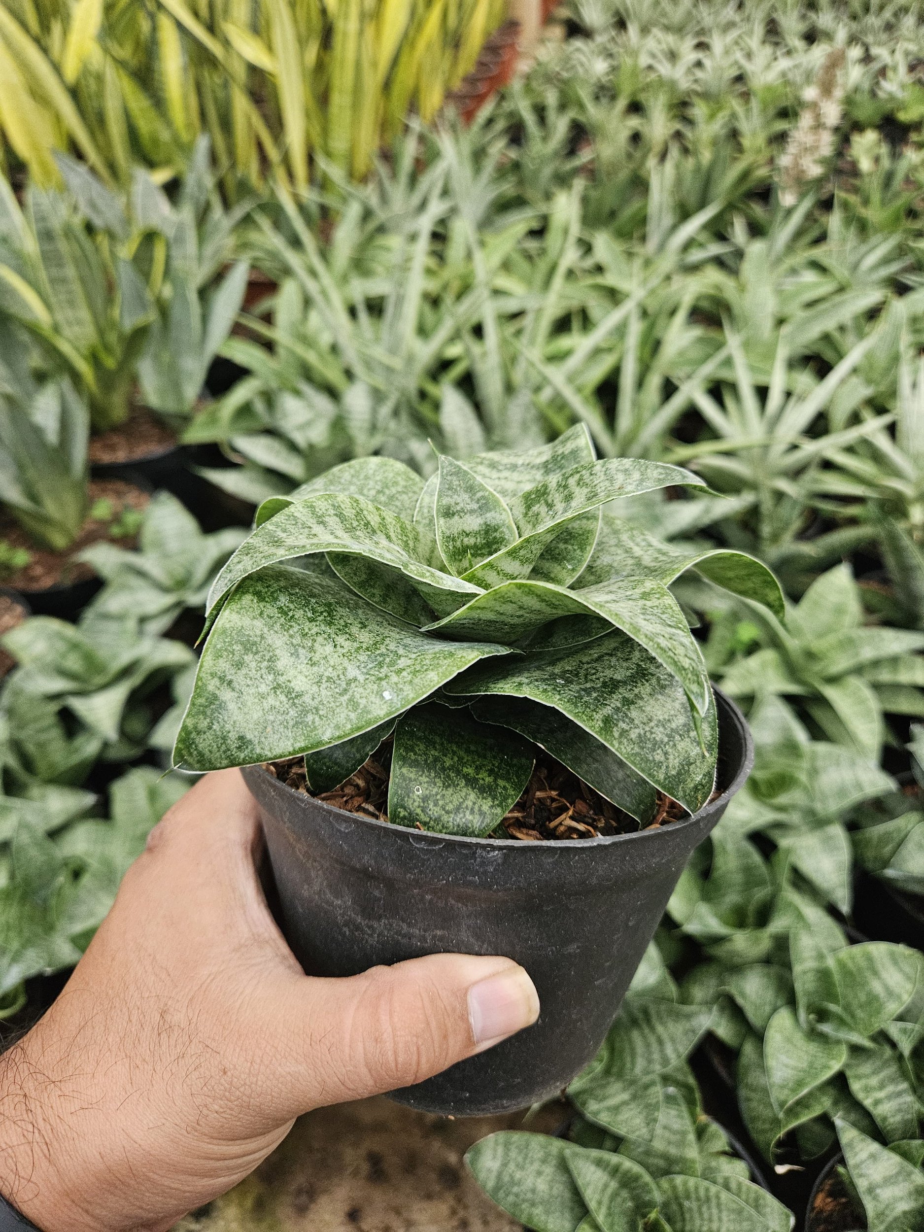 1767. Sansevieria Mirza Hybrid - Image 3