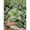 1767. Sansevieria Mirza Hybrid