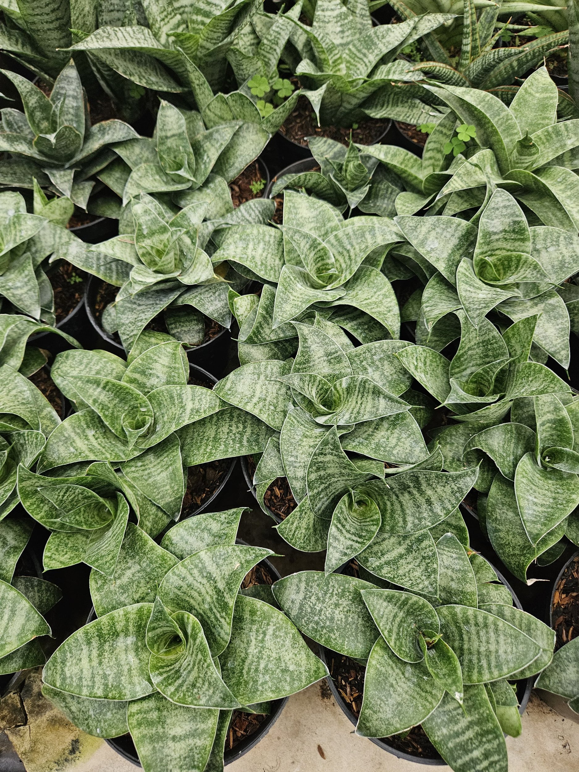 1767. Sansevieria Mirza Hybrid - Image 5