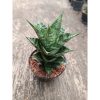 2314. Sanseveria Hybrid Pion