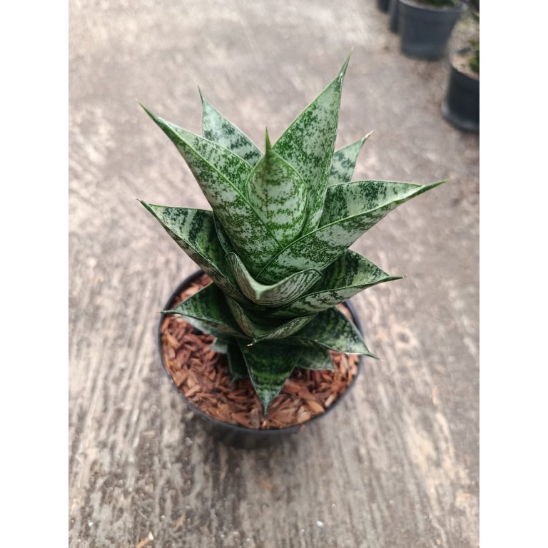 2314. Sanseveria Hybrid Pion