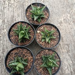 Alternative view of 1774. Sansevieria Prabu Hybrid 5 Pcs