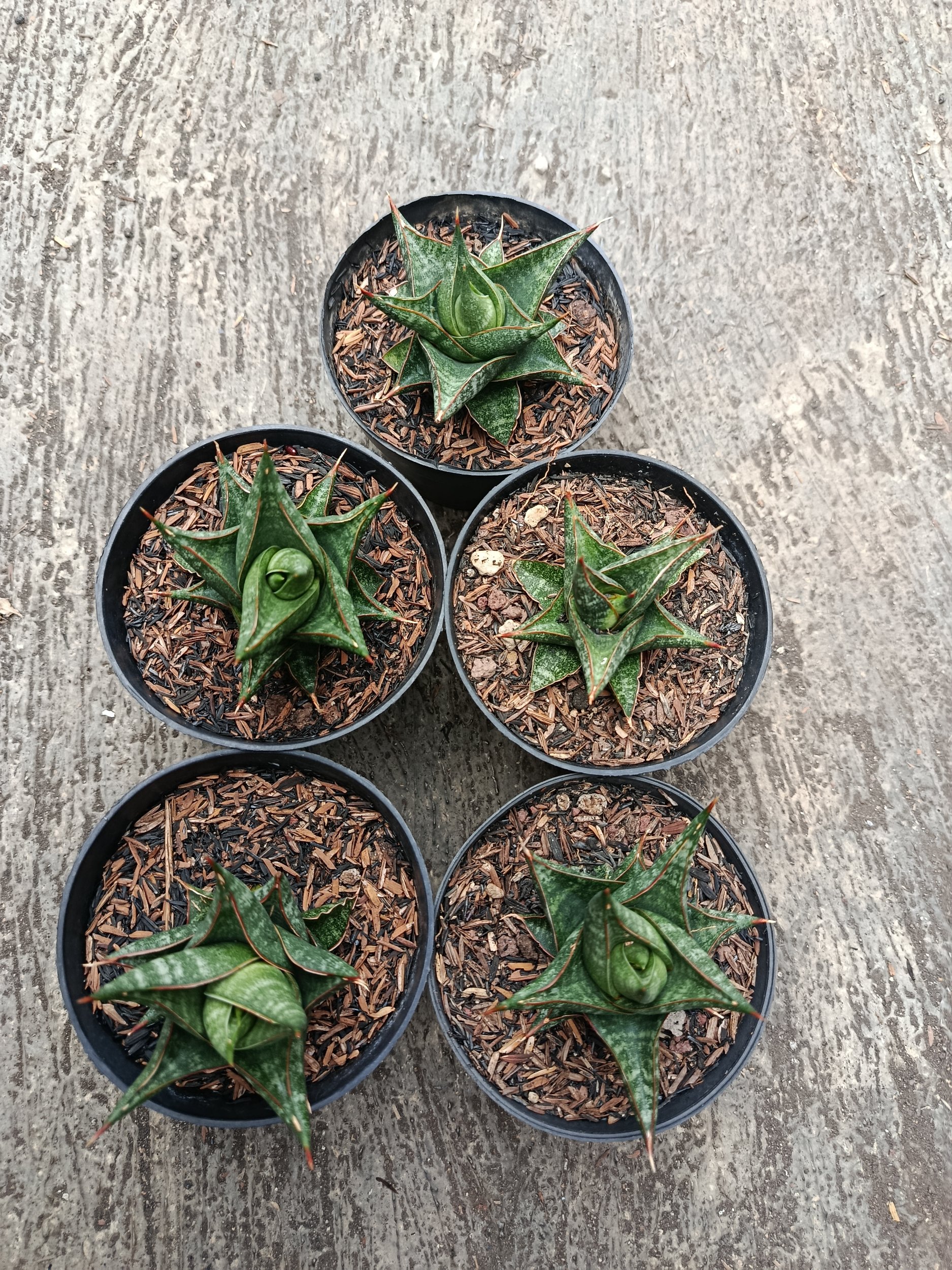 1774. Sansevieria Prabu Hybrid 5 Pcs - Image 2