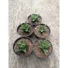 1774. Sansevieria Prabu Hybrid 5 Pcs