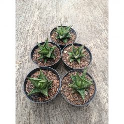 1774. Sansevieria Prabu Hybrid 5 Pcs