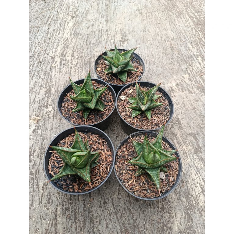 1774. Sansevieria Prabu Hybrid 5 Pcs