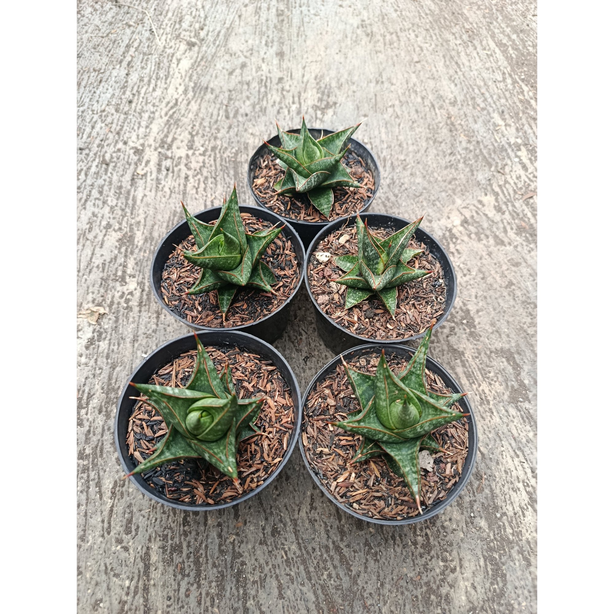 1774. Sansevieria Prabu Hybrid 5 Pcs