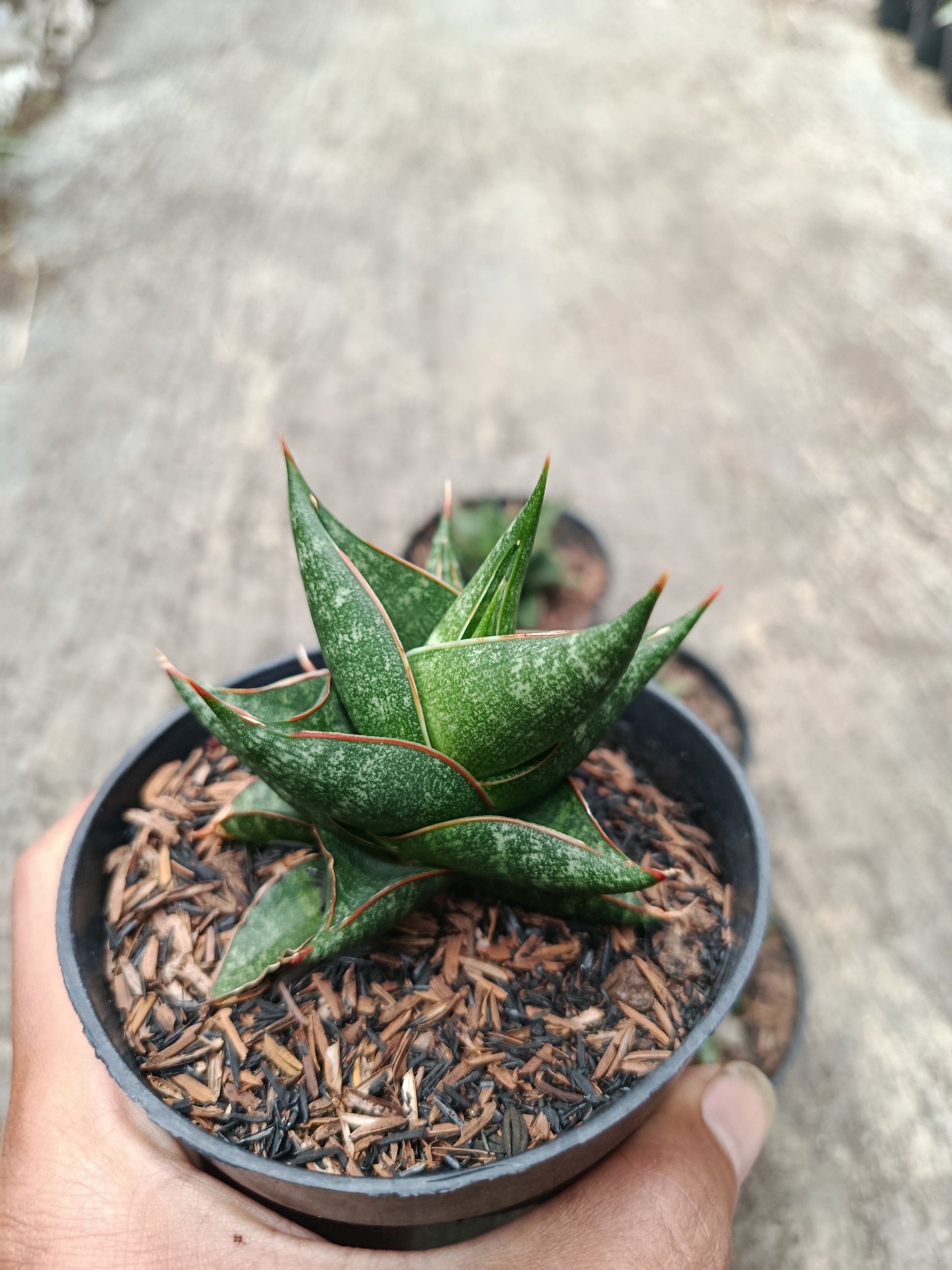 1774. Sansevieria Prabu Hybrid 5 Pcs - Image 3