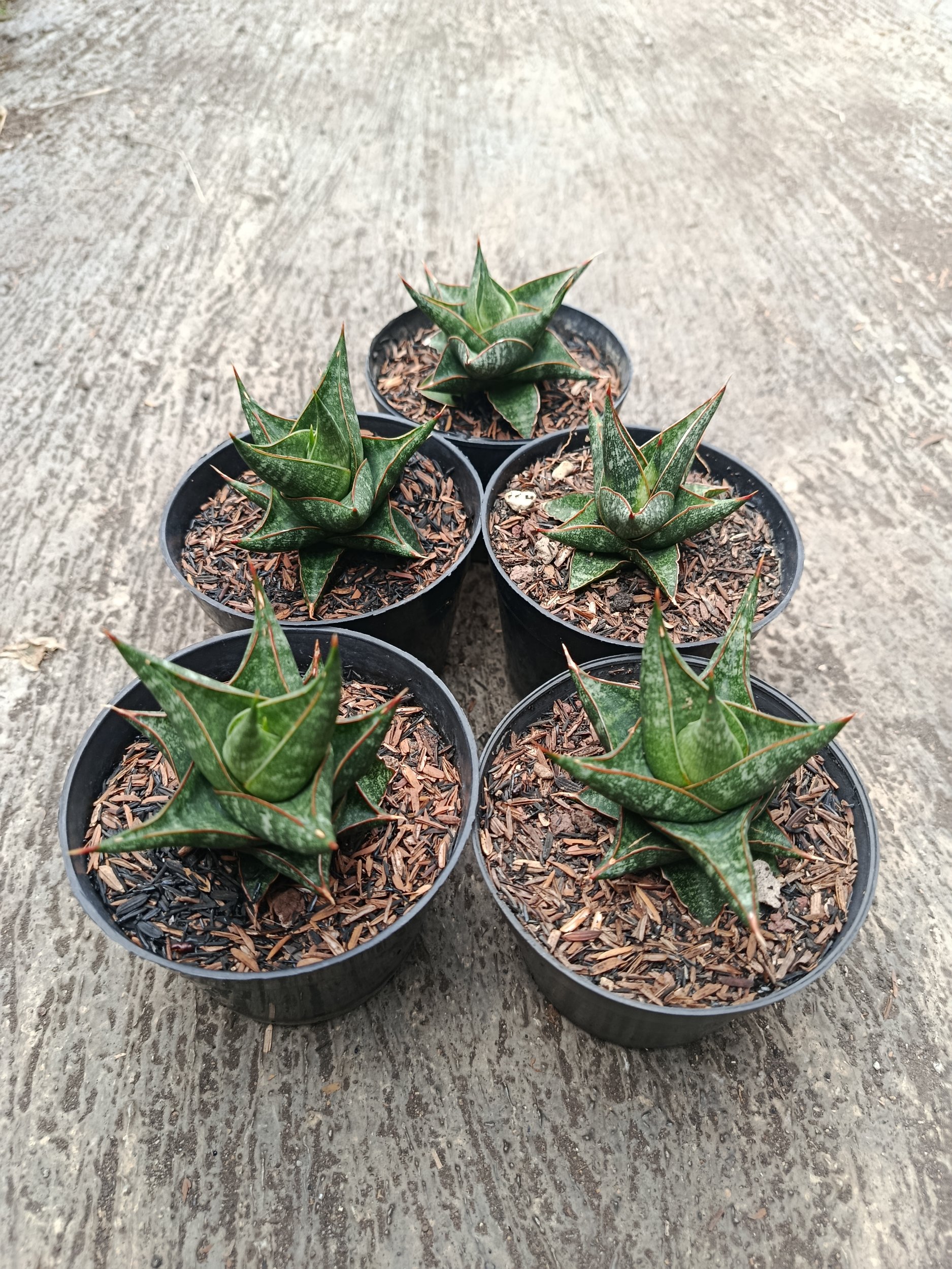 1774. Sansevieria Prabu Hybrid 5 Pcs - Image 4