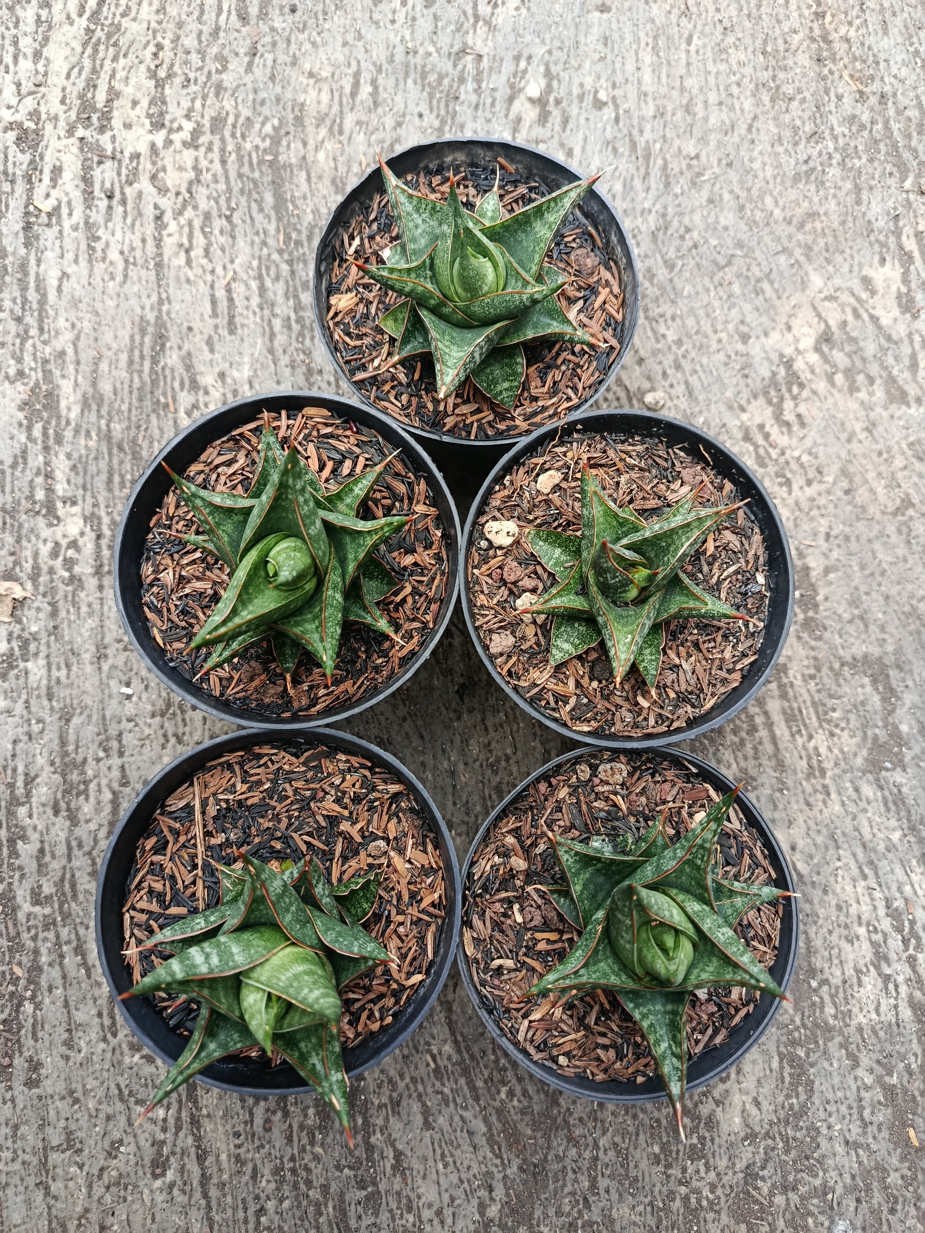 1774. Sansevieria Prabu Hybrid 5 Pcs - Image 5