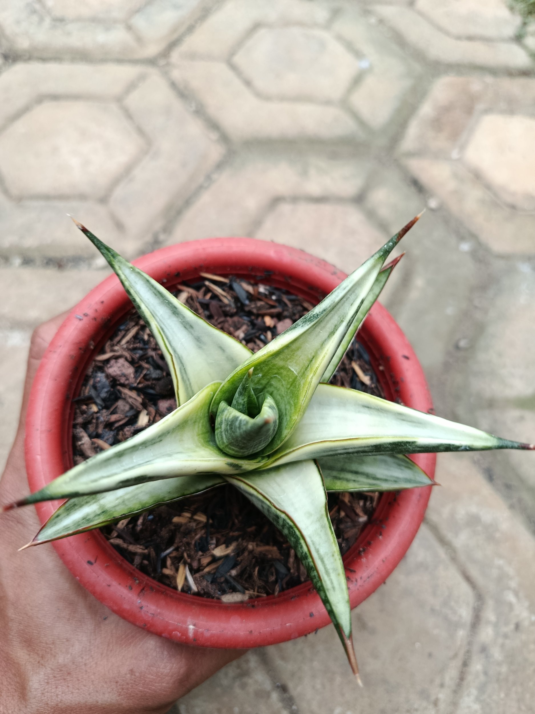 1783. Sansevieria Predator Hybrid White Variegated - Image 2