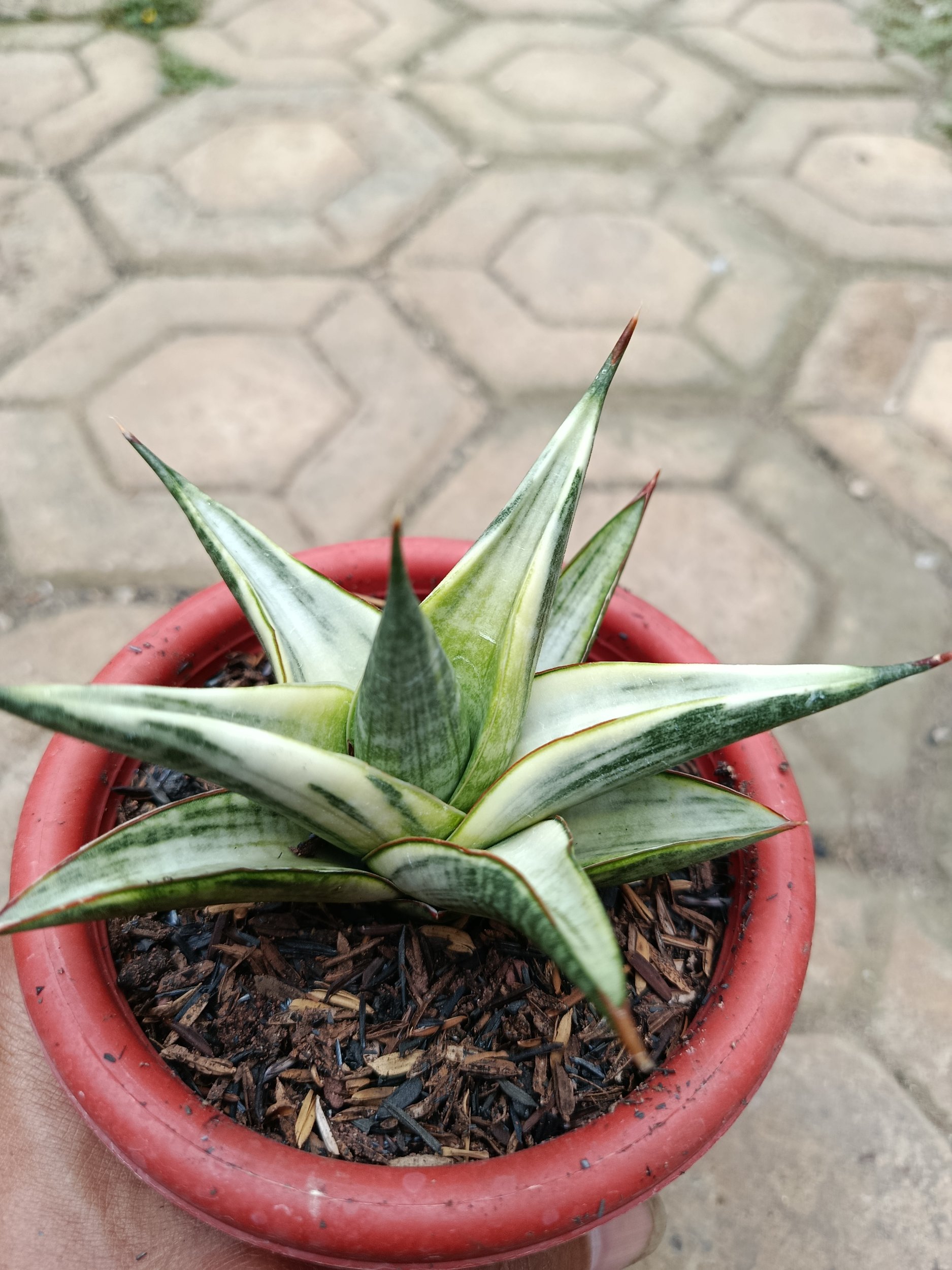 1783. Sansevieria Predator Hybrid White Variegated - Image 3