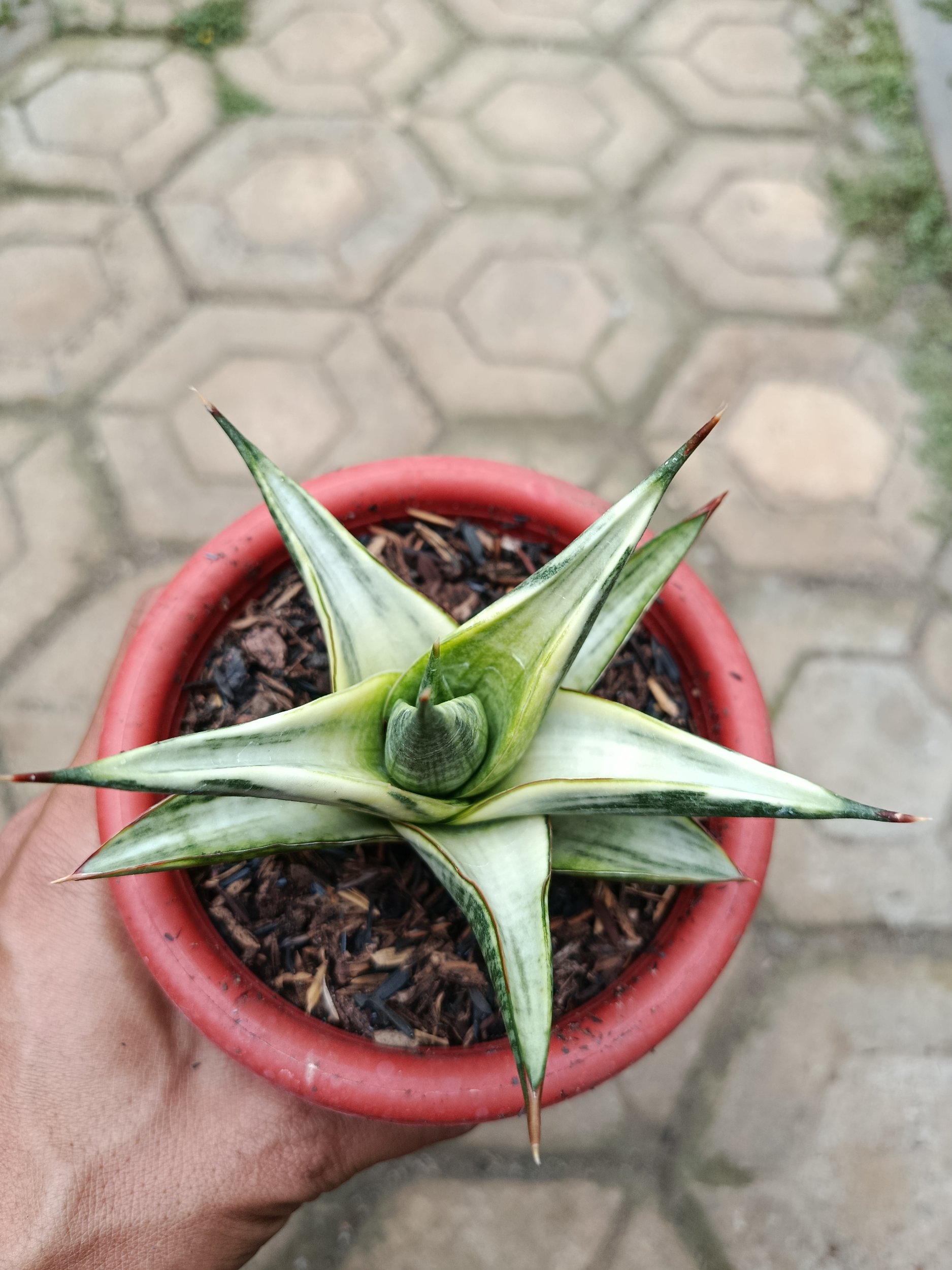 1783. Sansevieria Predator Hybrid White Variegated - Image 4