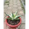 1783. Sansevieria Predator Hybrid White Variegated