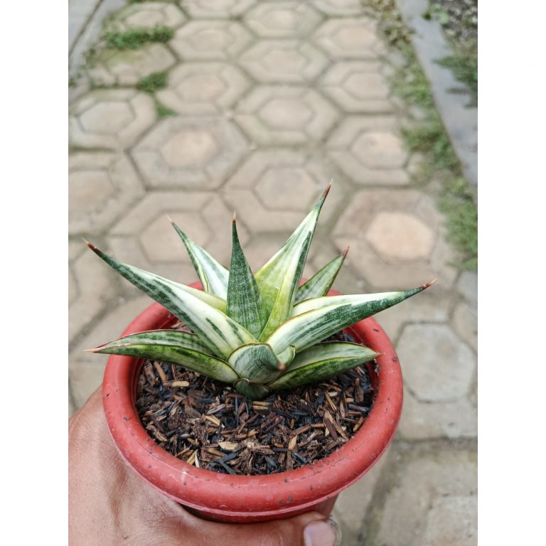 1783. Sansevieria Predator Hybrid White Variegated