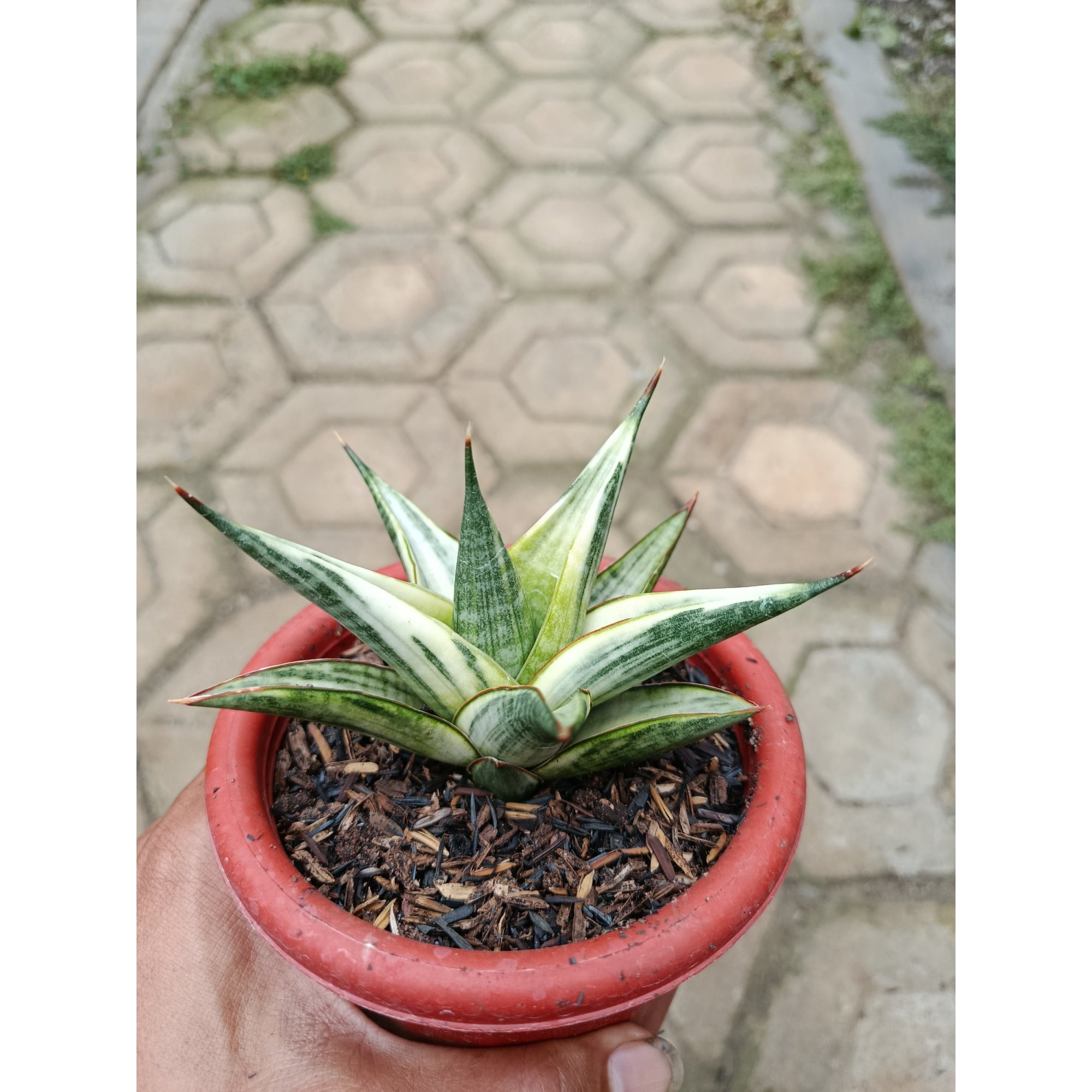 1783. Sansevieria Predator Hybrid White Variegated