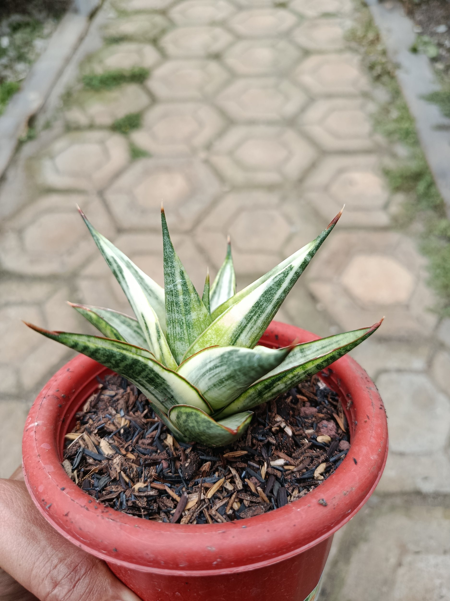 1783. Sansevieria Predator Hybrid White Variegated - Image 5