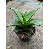 2326. Sanseveria Hybrid Puyek