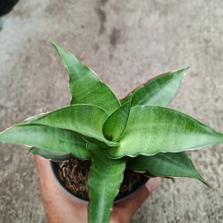 Alternative view of 2326. Sanseveria Hybrid Puyek
