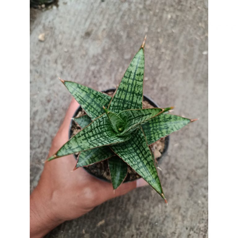 2332. Sanseveria Hybrid Samosir