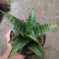 Alternative view of 2332. Sanseveria Hybrid Samosir