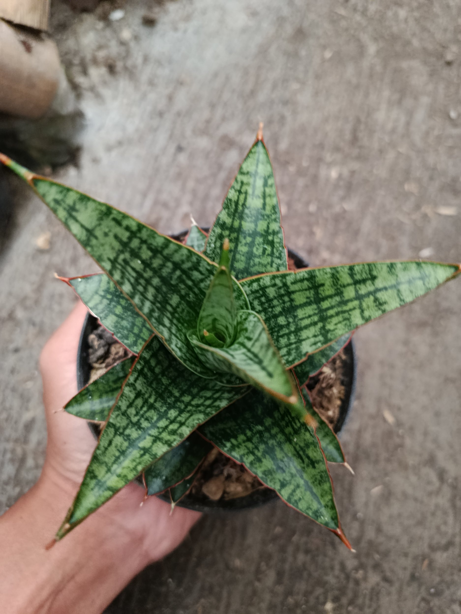 2332. Sanseveria Hybrid Samosir - Image 2
