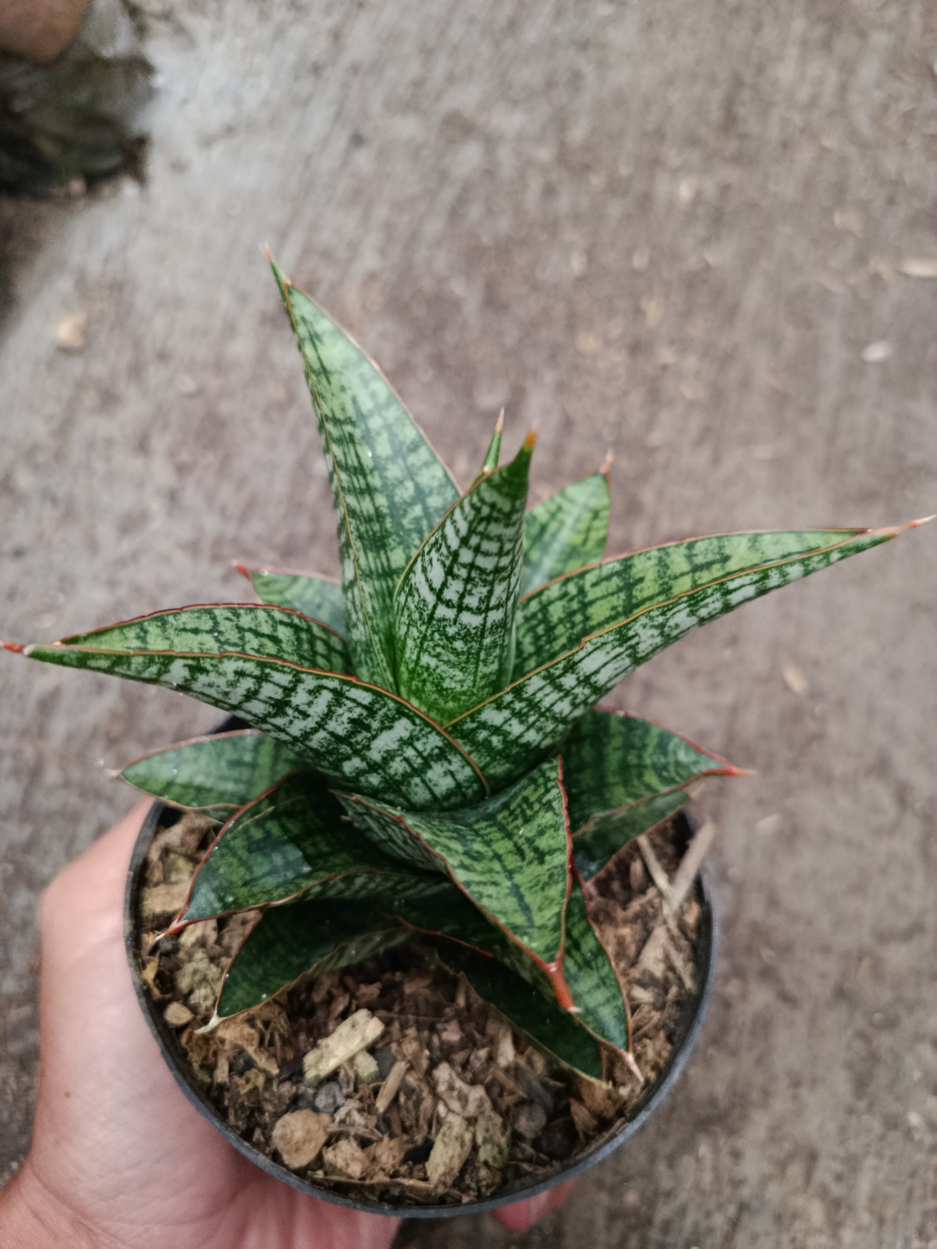 2332. Sanseveria Hybrid Samosir - Image 3