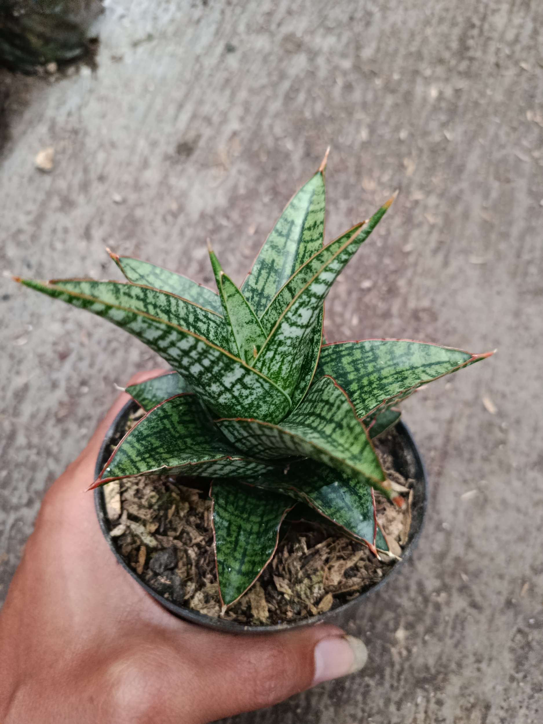 2332. Sanseveria Hybrid Samosir - Image 4