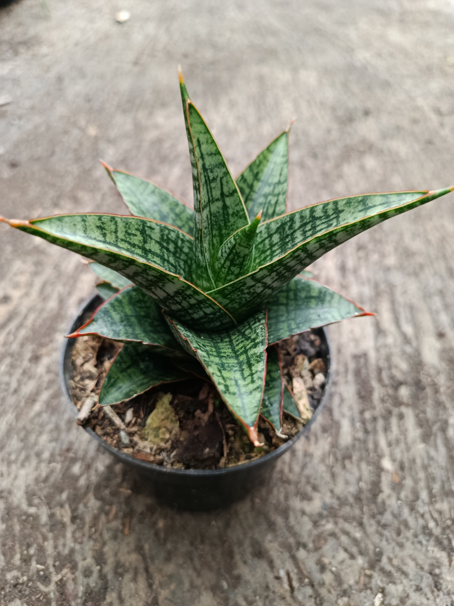 2332. Sanseveria Hybrid Samosir - Image 5