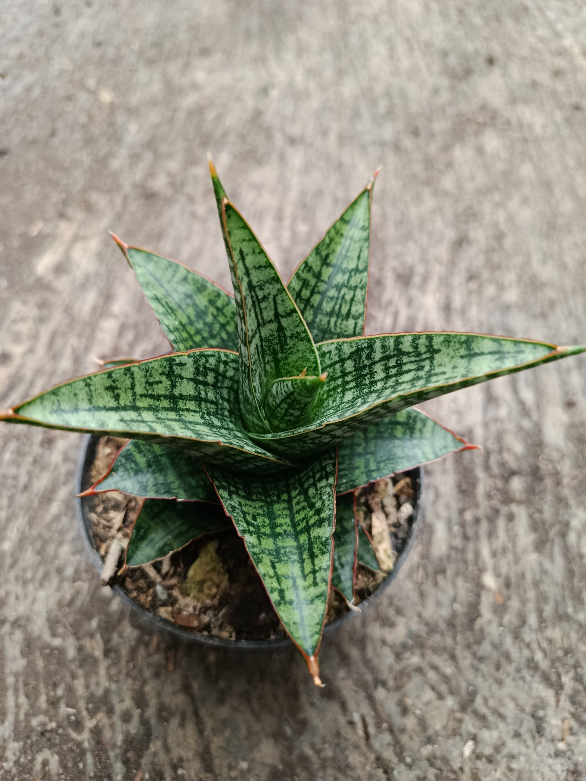 2332. Sanseveria Hybrid Samosir - Image 6