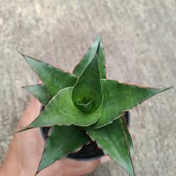 Alternative view of 2312. Sanseveria Hybrid Teacher