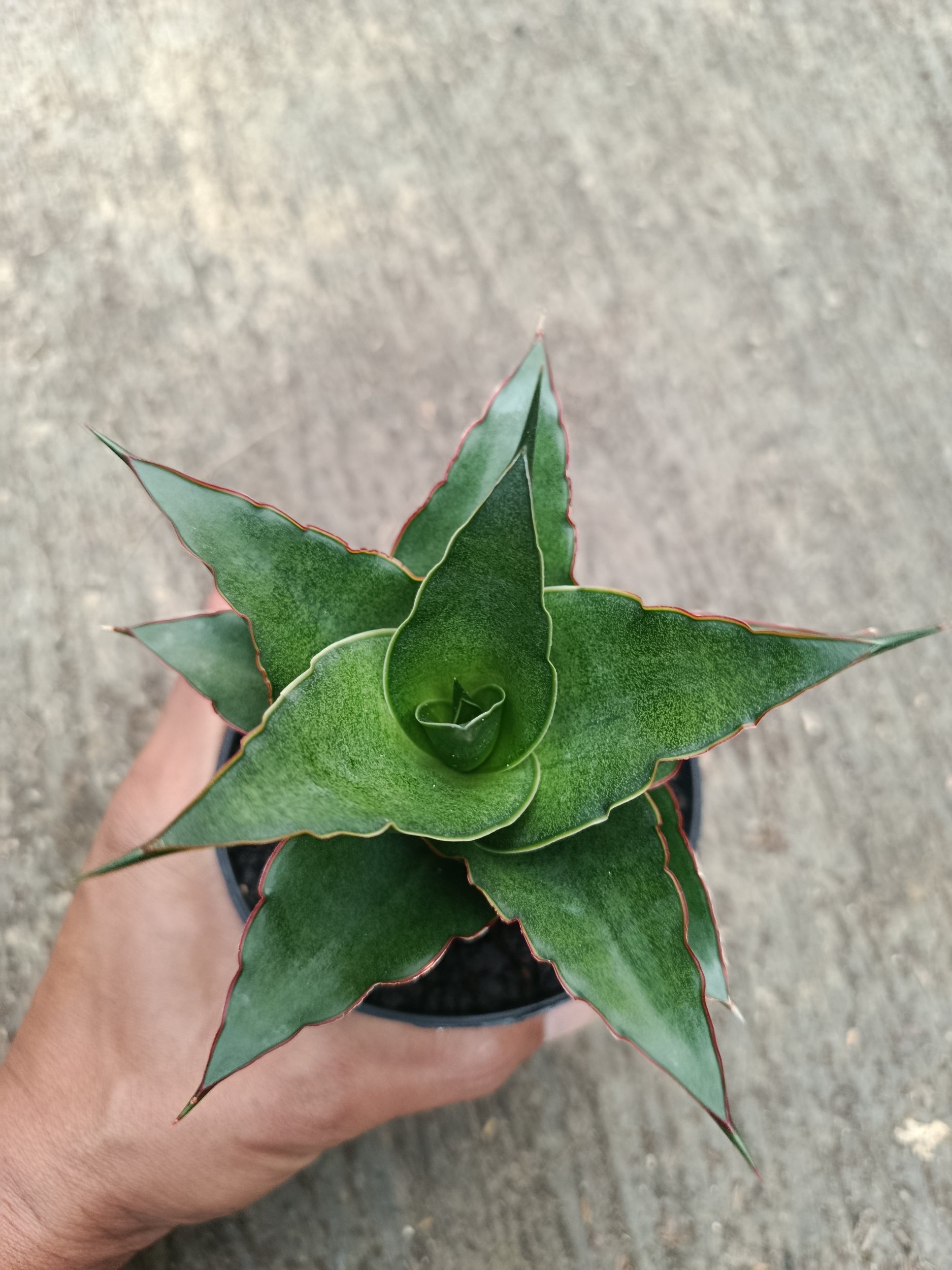 2312. Sanseveria Hybrid Teacher - Image 2
