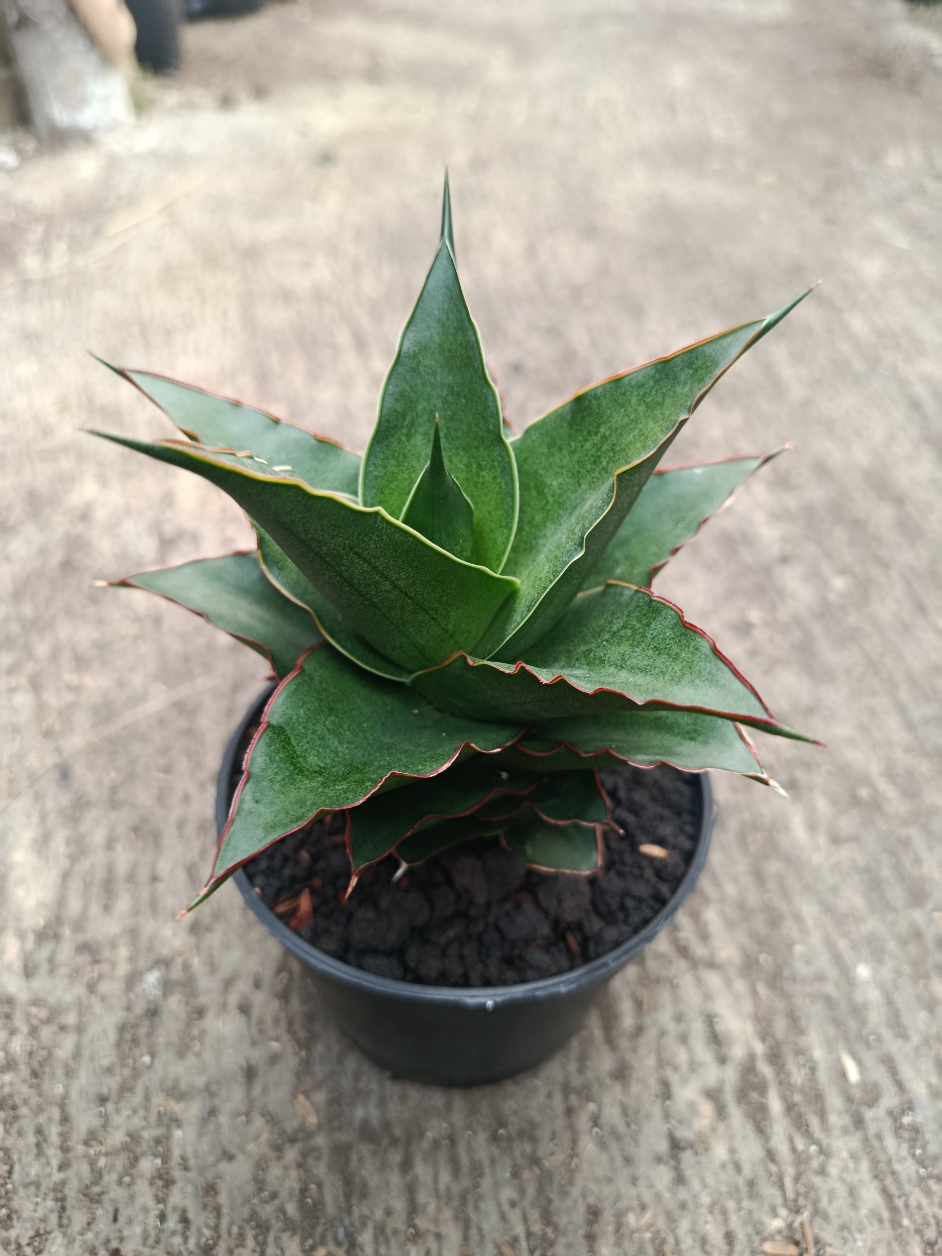2312. Sanseveria Hybrid Teacher - Image 3