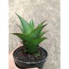 2312. Sanseveria Hybrid Teacher