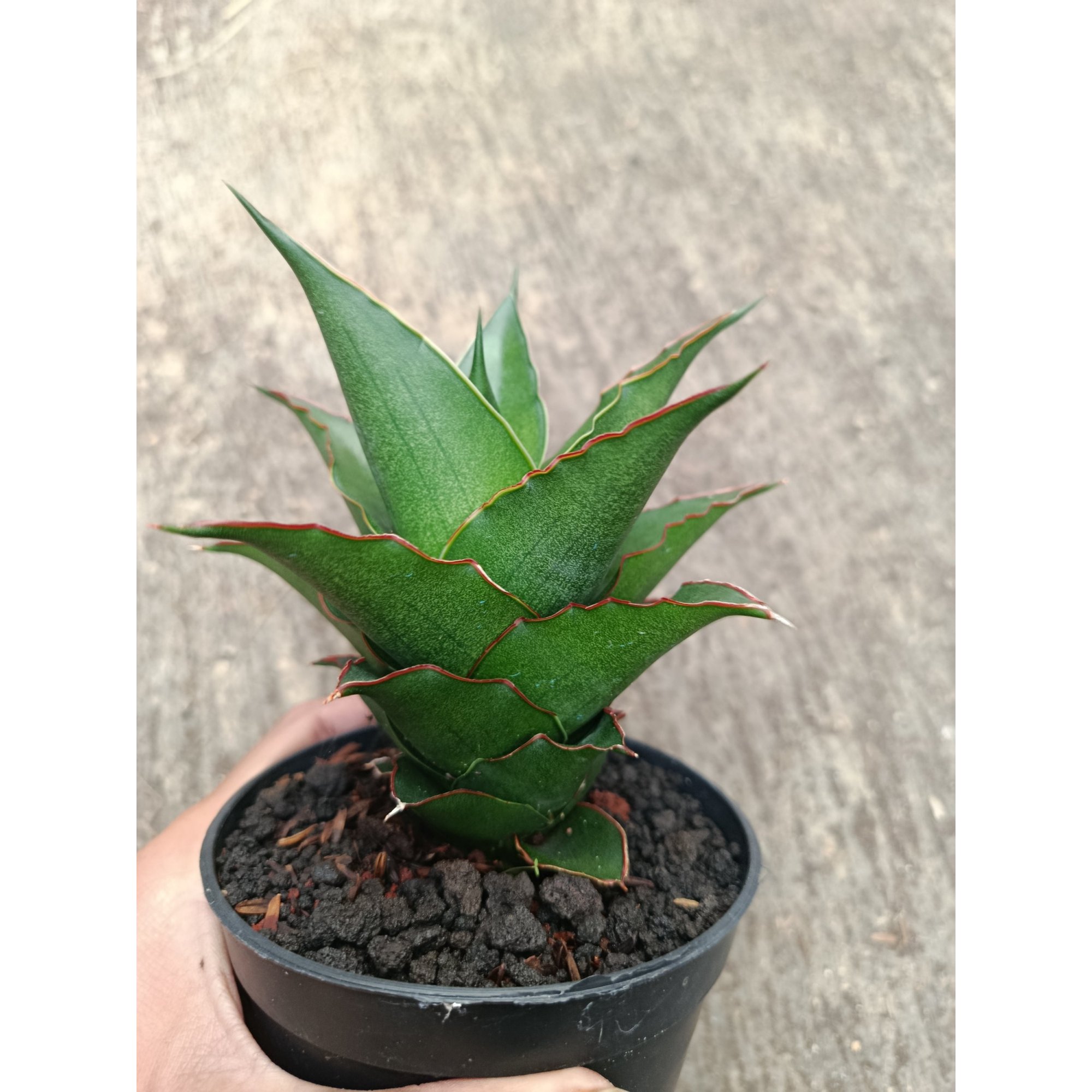 2312. Sanseveria Hybrid Teacher