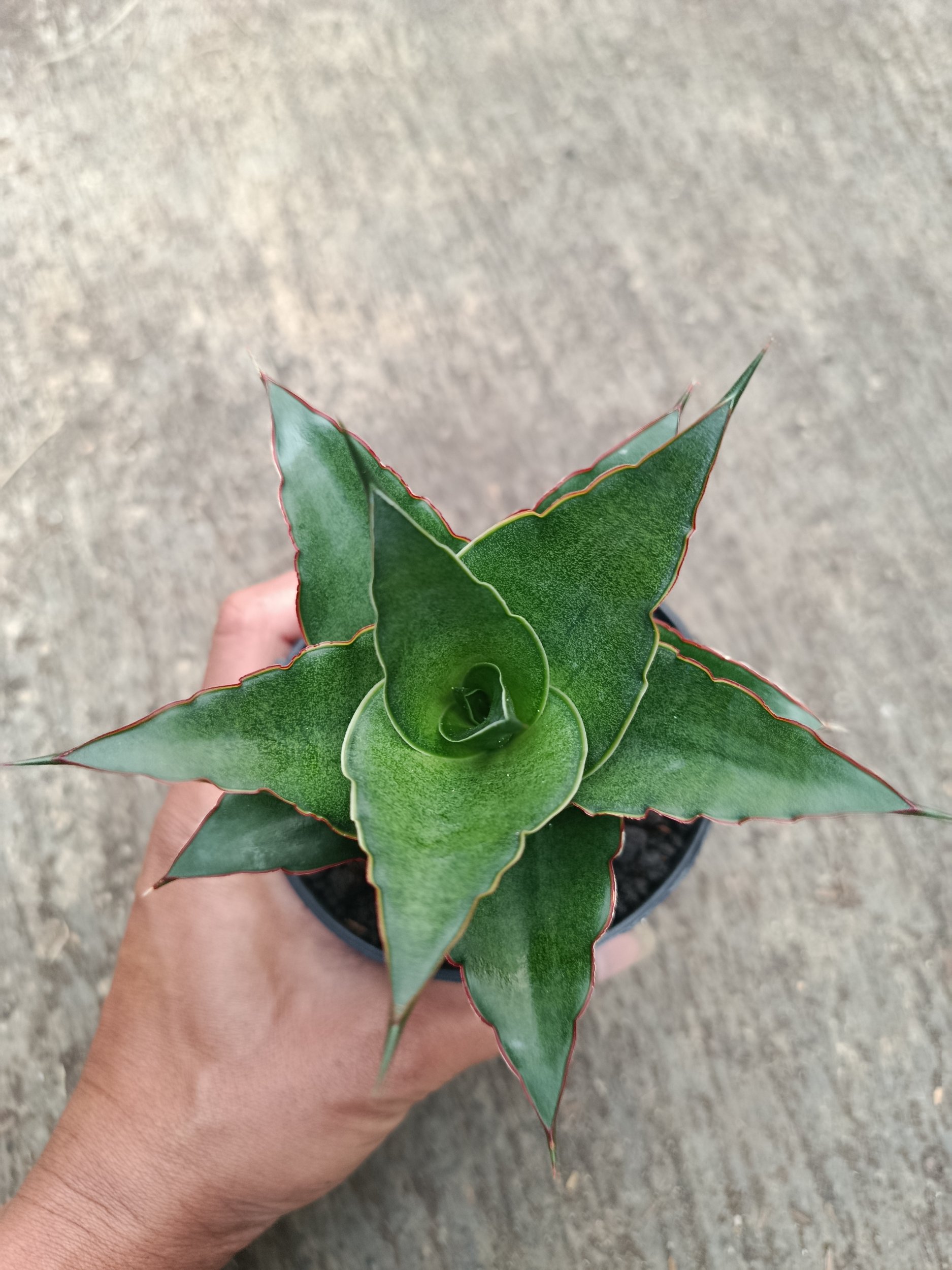 2312. Sanseveria Hybrid Teacher - Image 5
