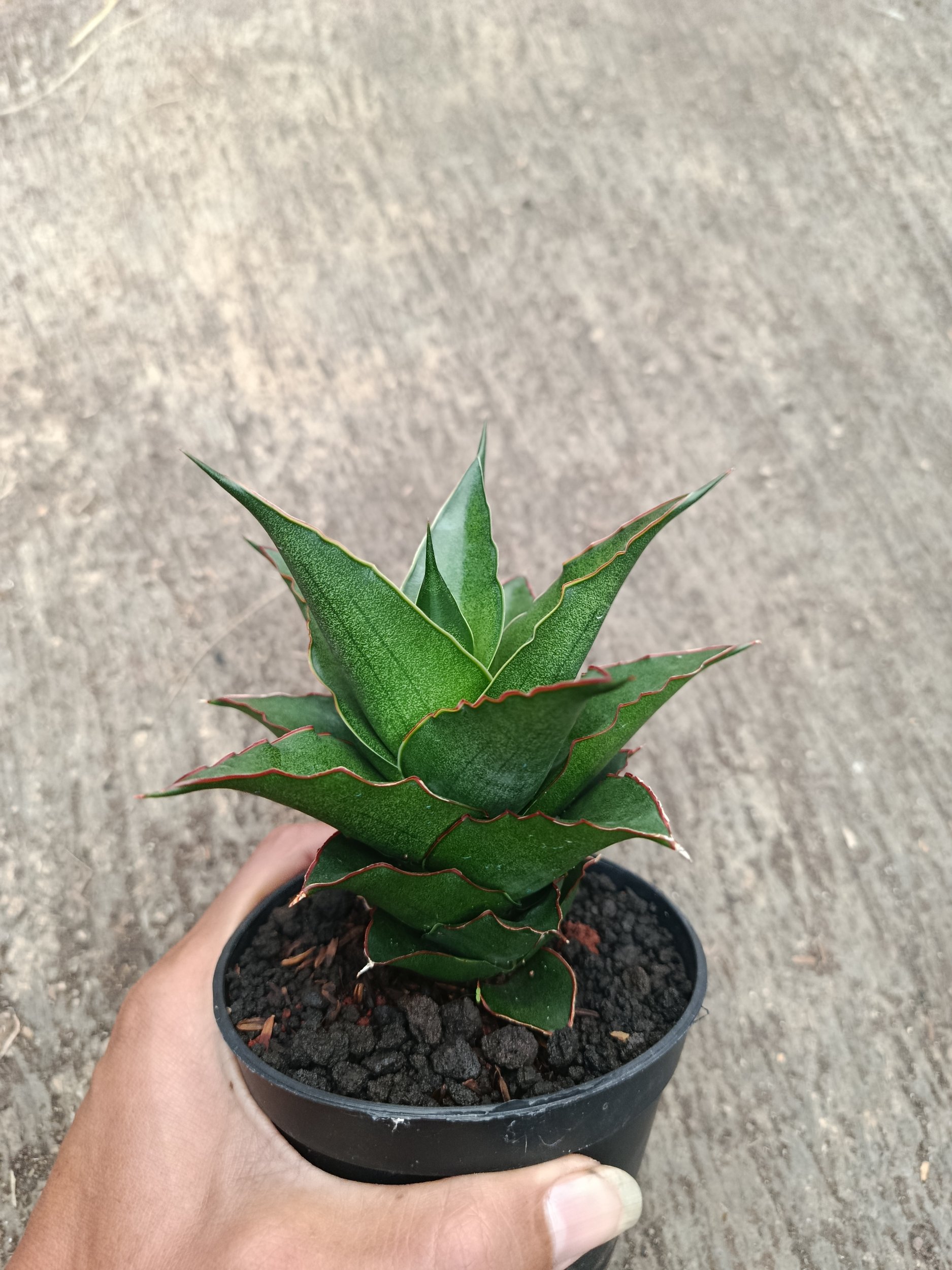 2312. Sanseveria Hybrid Teacher - Image 6