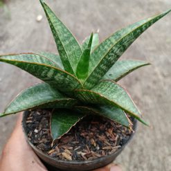 Alternative view of 2330. Sanseveria Hybrid Teletabis