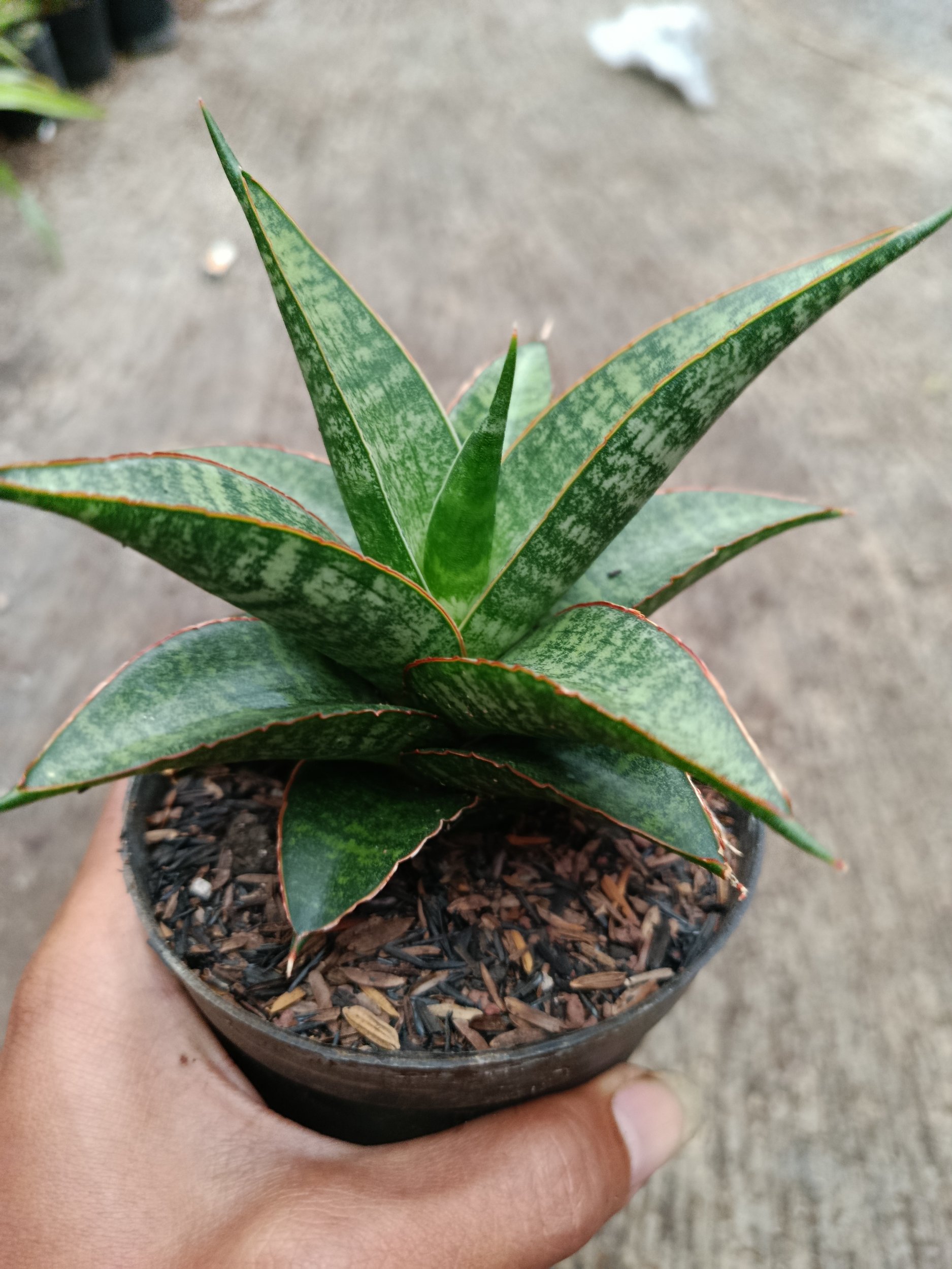 2330. Sanseveria Hybrid Teletabis - Image 2