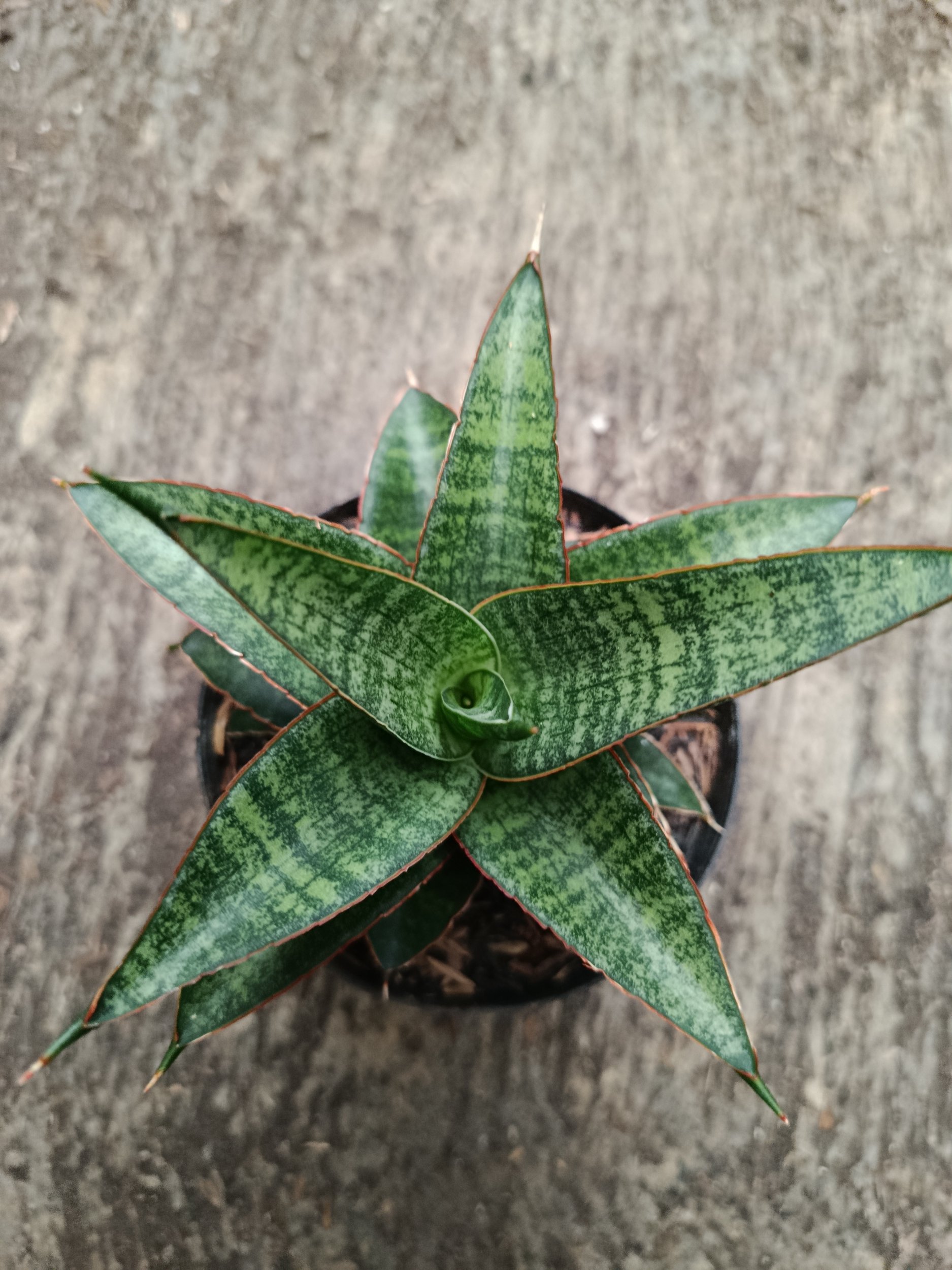 2330. Sanseveria Hybrid Teletabis - Image 3