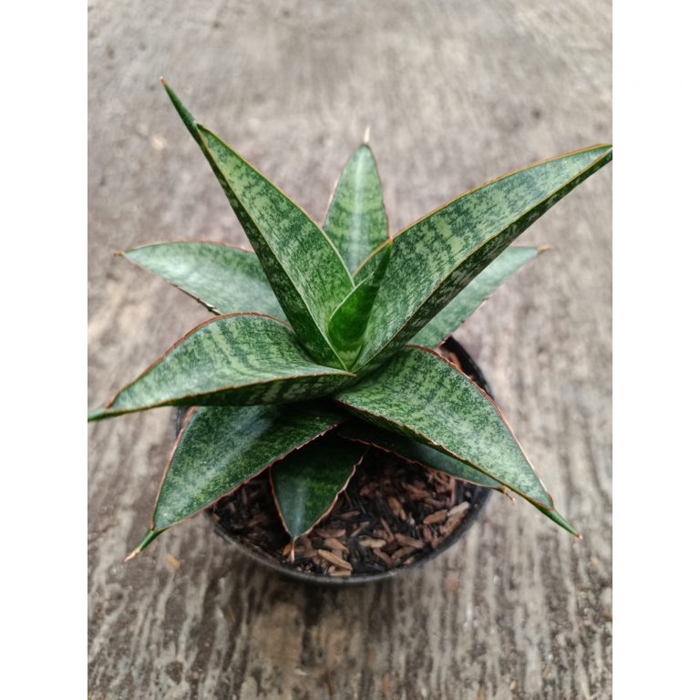 2330. Sanseveria Hybrid Teletabis
