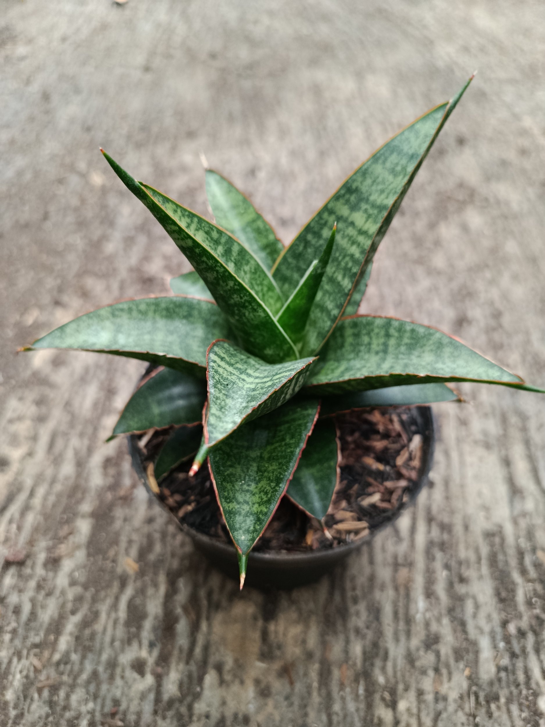 2330. Sanseveria Hybrid Teletabis - Image 4