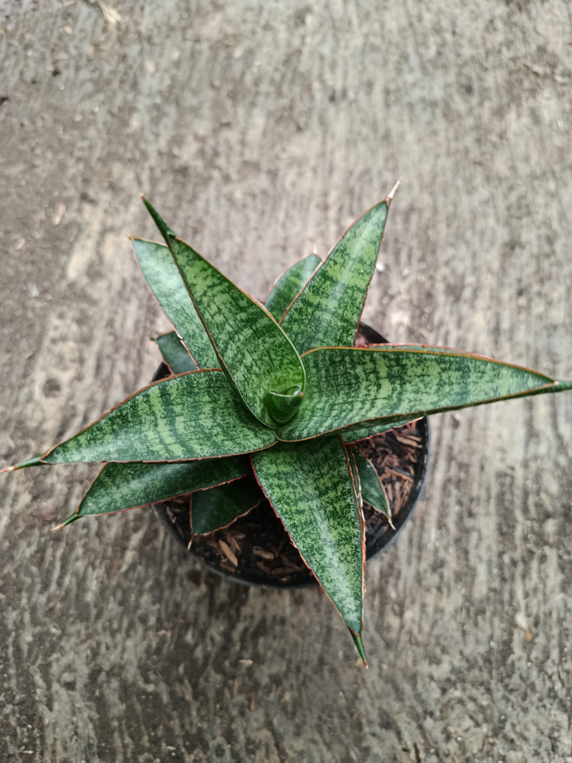 2330. Sanseveria Hybrid Teletabis - Image 5