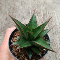 Alternative view of 2328. Sanseveria Hybrid Teodora