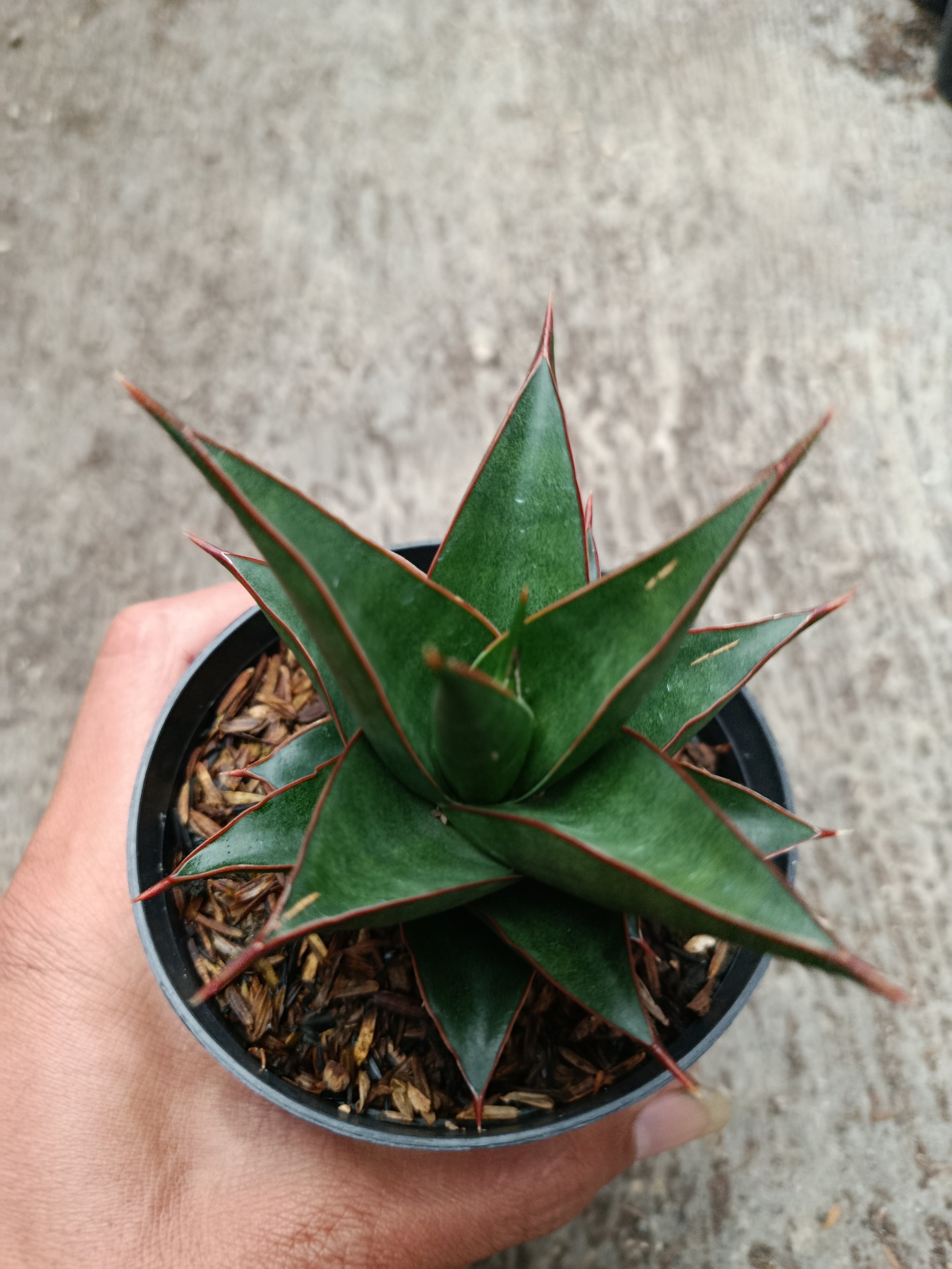2328. Sanseveria Hybrid Teodora - Image 2
